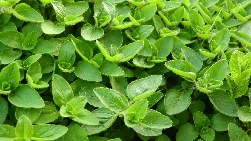 majoranna Origanum majorana 2