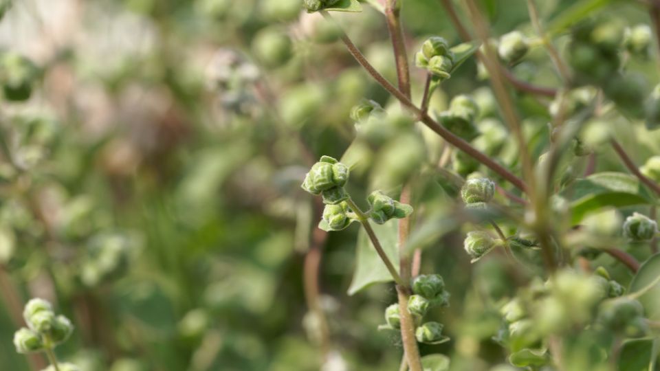 majoranna Origanum majorana 3