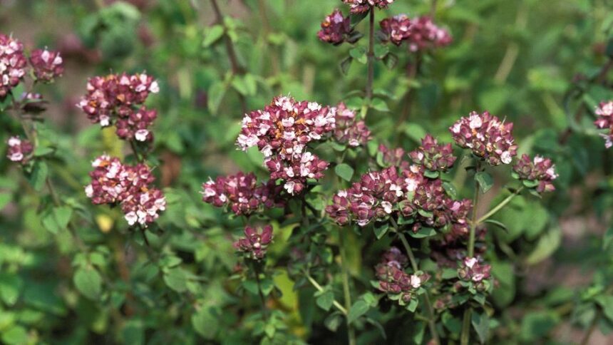 majoranna Origanum majorana