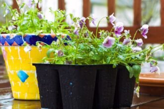 Színes virágcserépben és fekete ültetőben élénk zöld növények, májusi eső cseppjei.