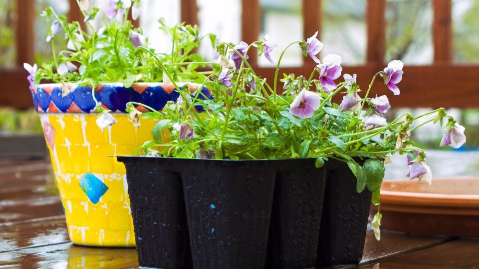 Színes virágcserépben és fekete ültetőben élénk zöld növények, májusi eső cseppjei.
