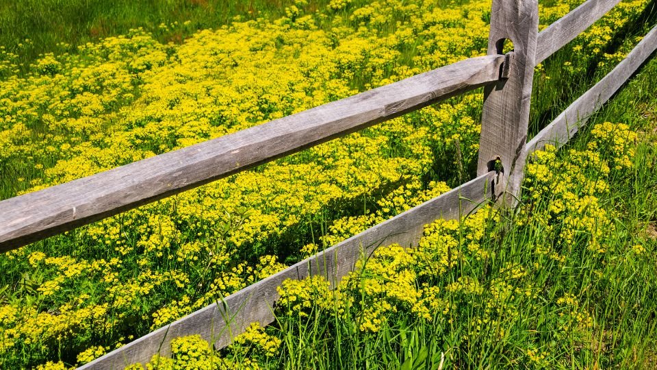Egy fából készült kerítés mögött sárga virágokkal teli mező látható, a tavaszi napfényben ragyog.