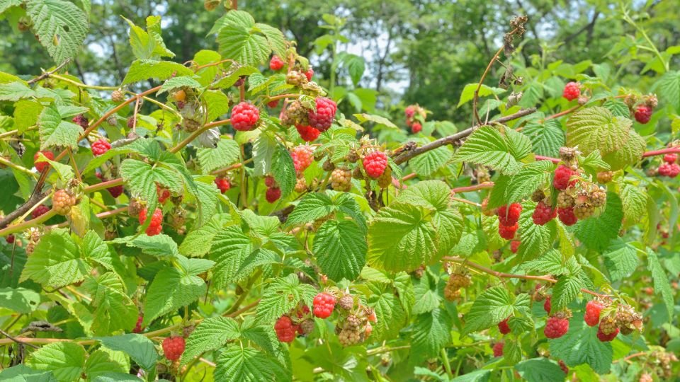 Érett málnabokrok zöld levelekkel és piros gyümölcsökkel, a természet szépségét tükrözve.
