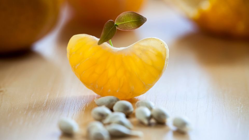 Egy mandarin mag csírázása, zöld levéllel a gyümölcsön, háttérben narancsokkal.