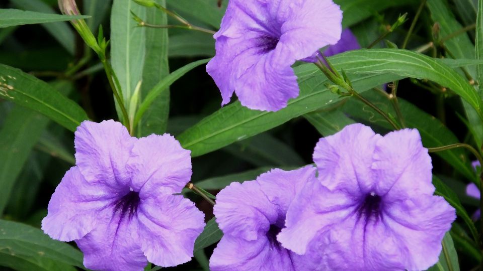 Mexikói petúnia (Ruellia britonniana)