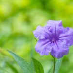 mexikoi petunia Ruellia britonniana
