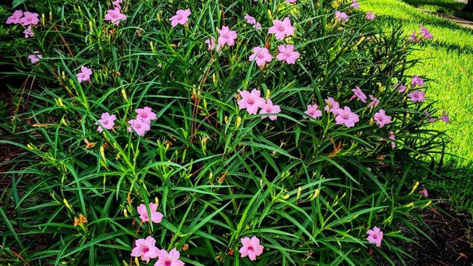 Mexikói petúnia (Ruellia britonniana)