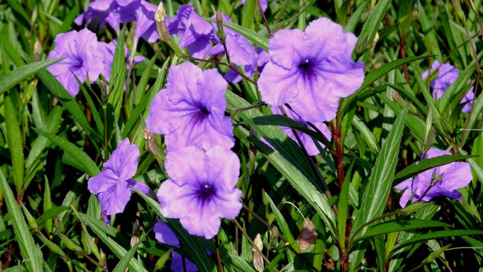 Mexikói petúnia (Ruellia britonniana)