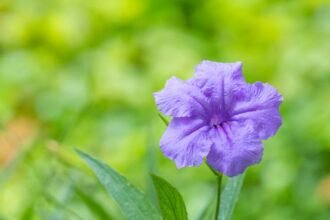 Egy gyönyörű mexikói petúnia virág, élénk lila színben, zöld háttér előtt.