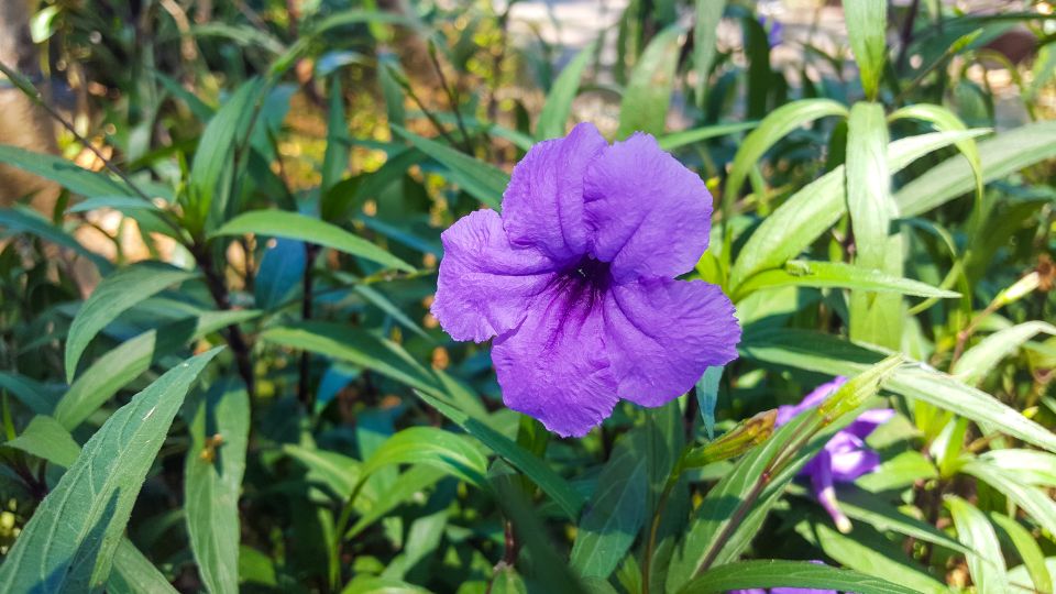 Mexikói petúnia (Ruellia britonniana)
