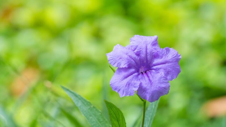 mexikoi petunia Ruellia britonniana