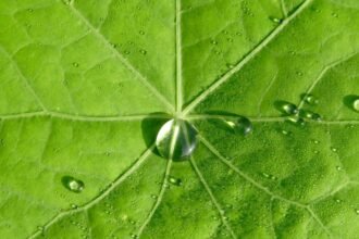 Egy zöld levélen vízcseppek láthatók, amelyek a növény frissességét tükrözik.