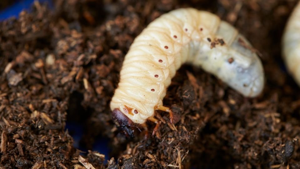 Egy fehér pajor, amely a talajban található komposztos anyagon mászik.