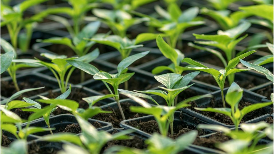 paprika palanta ultetes 1