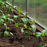 paprika palanta ultetes