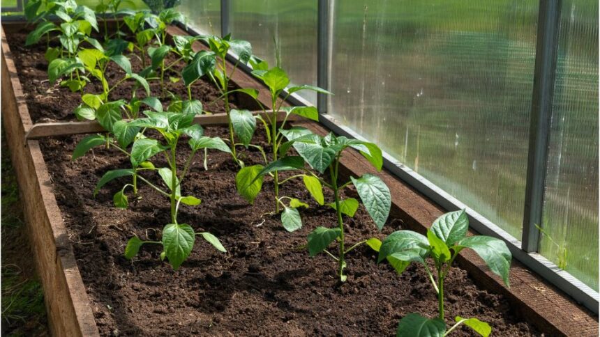 paprika palanta ultetes