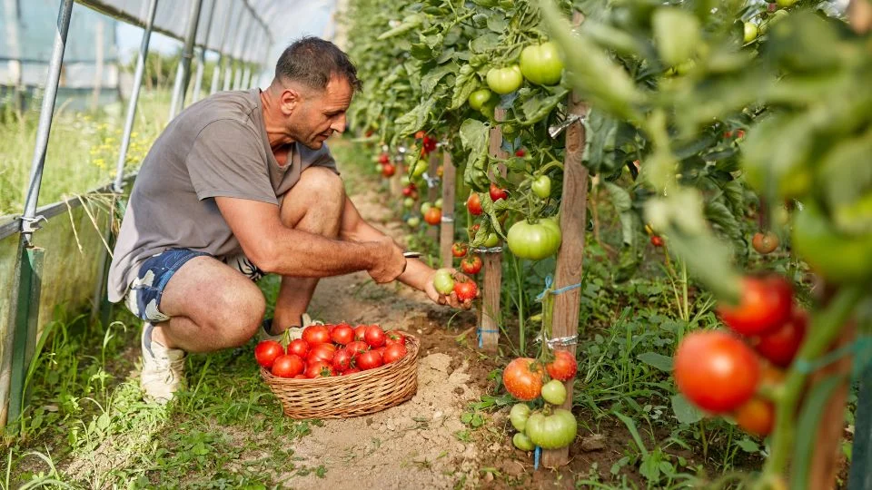 Egy férfi paradicsomot szüretel egy üvegházban, míg a kosarában már sok piros gyümölcs található.