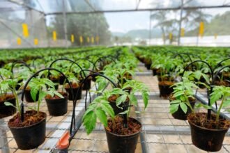 Zöld, fiatal paradicsomnövények sorakoznak üvegházban, gondozott környezetben.