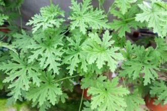 Zöld, dús levelekből álló szúnyogriasztó növény, amely a kertet díszíti.