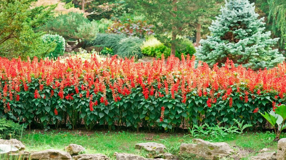 Tavaszi kertben élénk piros virágokkal teli virágágyás, zöld növényekkel körülvéve.