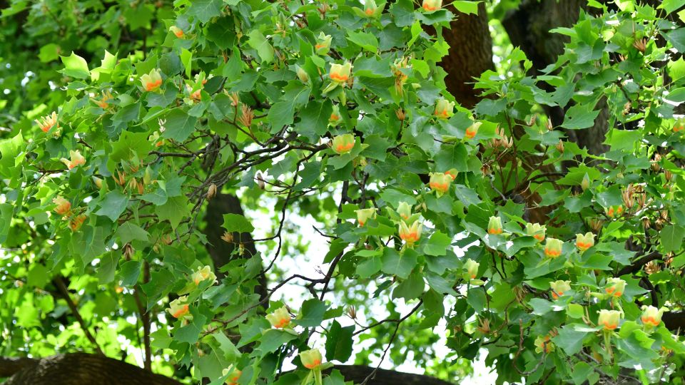 Tulipánfa (Liriodendron tulipifera)