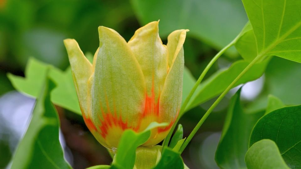 Egy gyönyörű tulipánfa virág, sárga és piros színű, zöld levelek között.