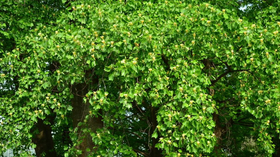 Tulipánfa (Liriodendron tulipifera)