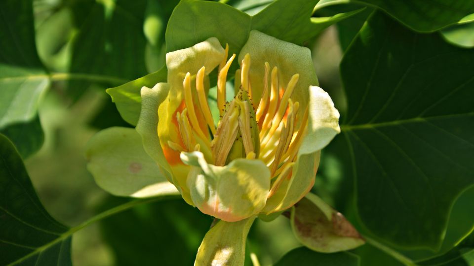 Tulipánfa (Liriodendron tulipifera)