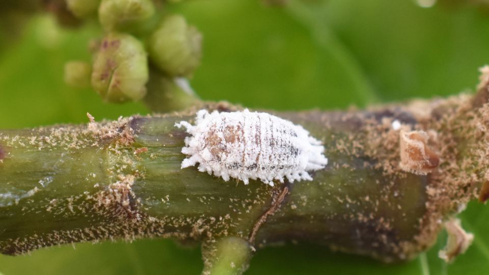 viaszos pajzstetvek Pseudococcoidae