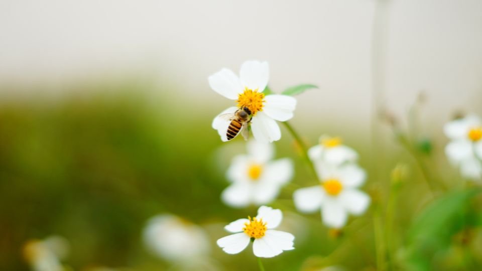 Egy méh virágot pollent gyűjt a kertben, fehér virágok között.