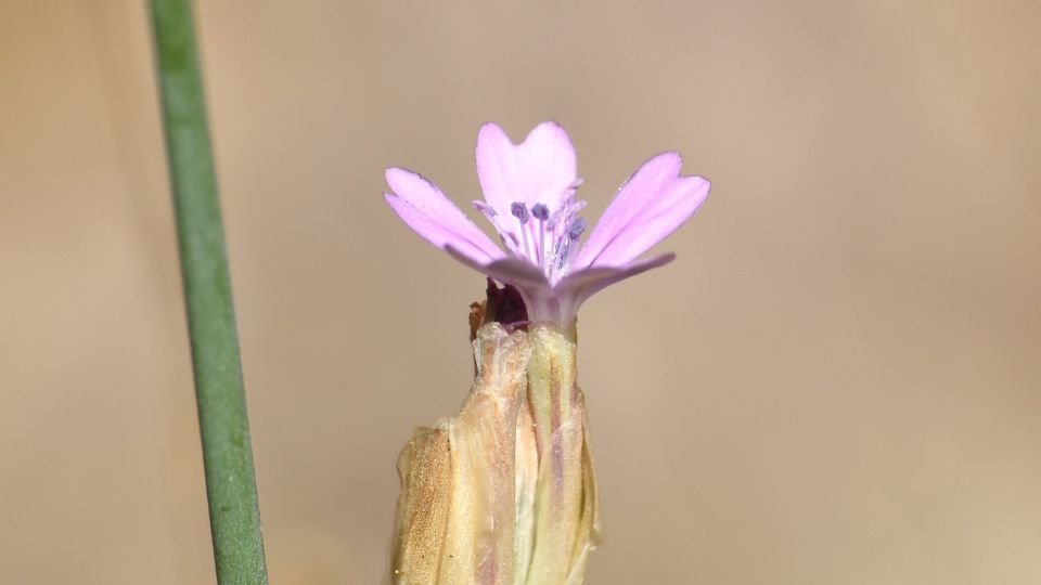 Aszúszegfű virág, finom rózsaszín szirmokkal és zöld szárakkal, természetes környezetben.