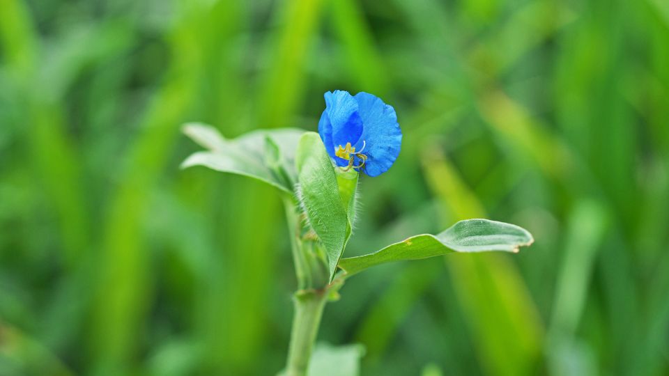 Azurkek Kommelina Commelina communis 1