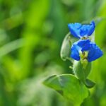 Azurkek Kommelina Commelina communis