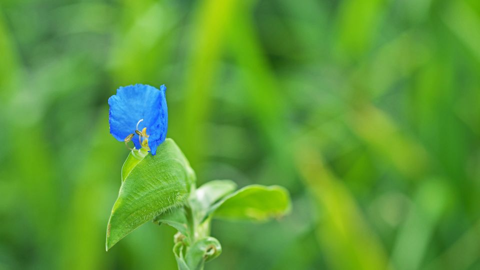 Azurkek Kommelina Commelina communis 2