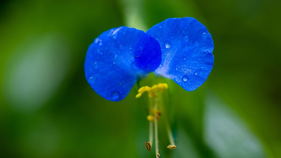 Azurkek Kommelina Commelina communis 3