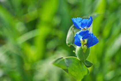 Azurkek Kommelina Commelina communis