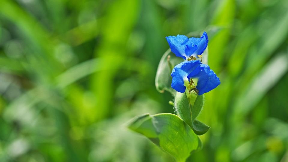 Azúrkék Kommelína virágai zöld háttér előtt, friss és élénk megjelenés.