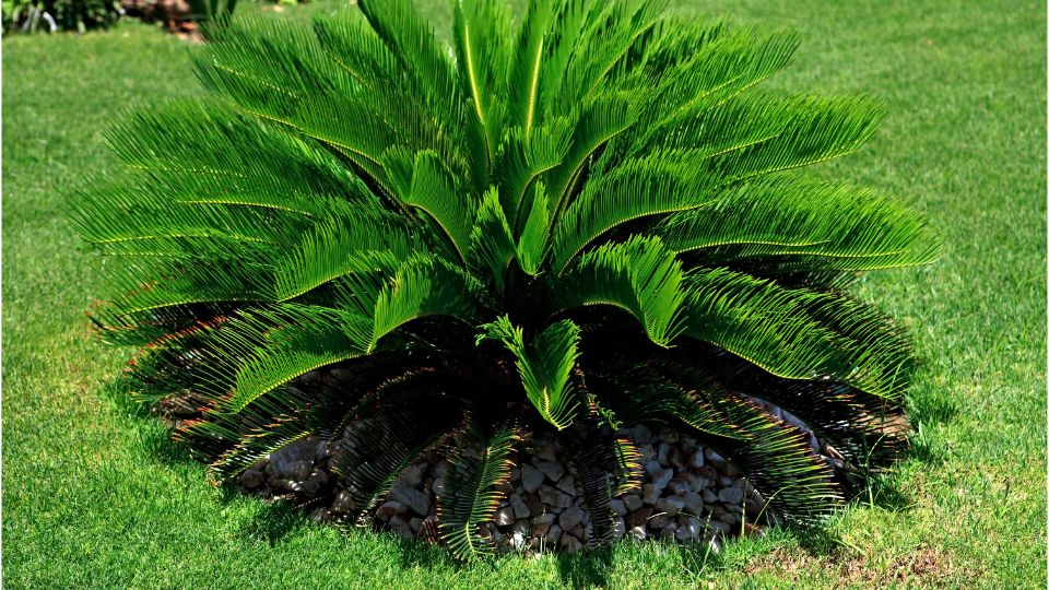 Cikasz palma Cycas revoluta 1