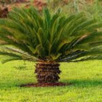 Cikasz palma Cycas revoluta