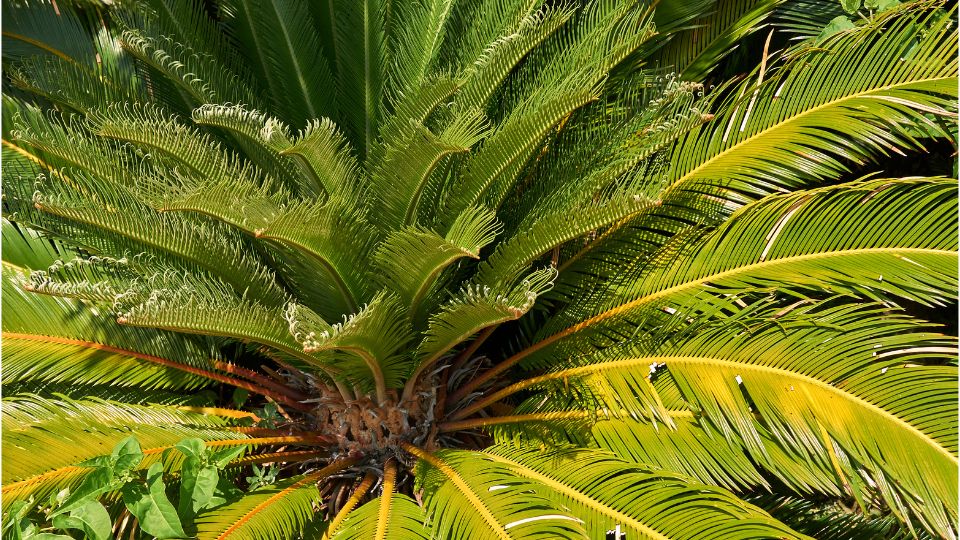 Cikasz palma Cycas revoluta 2