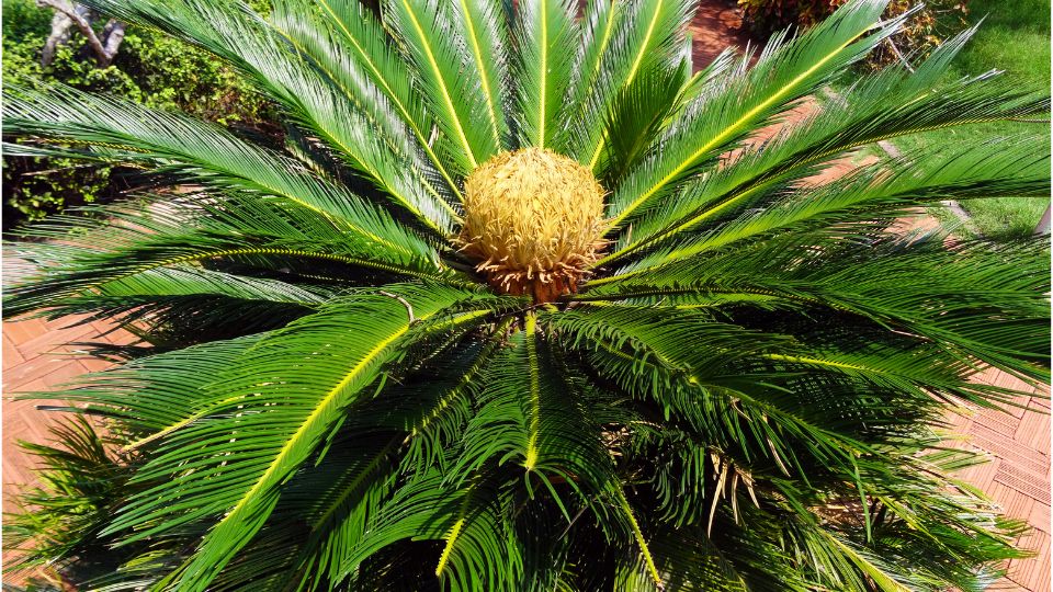 Cikasz palma Cycas revoluta 3