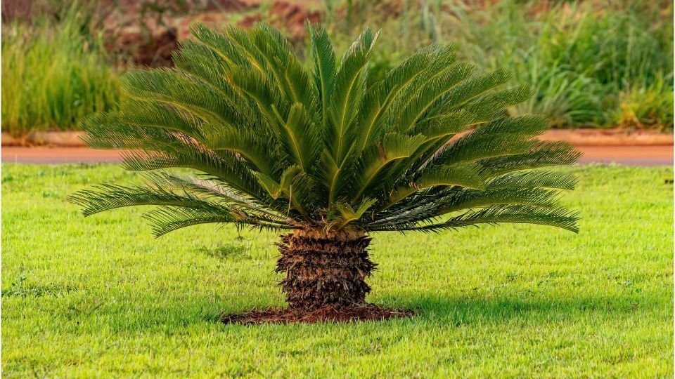 Egy csodás cikász pálma díszíti a zöld pázsitot, szép, ívelt levelekkel.