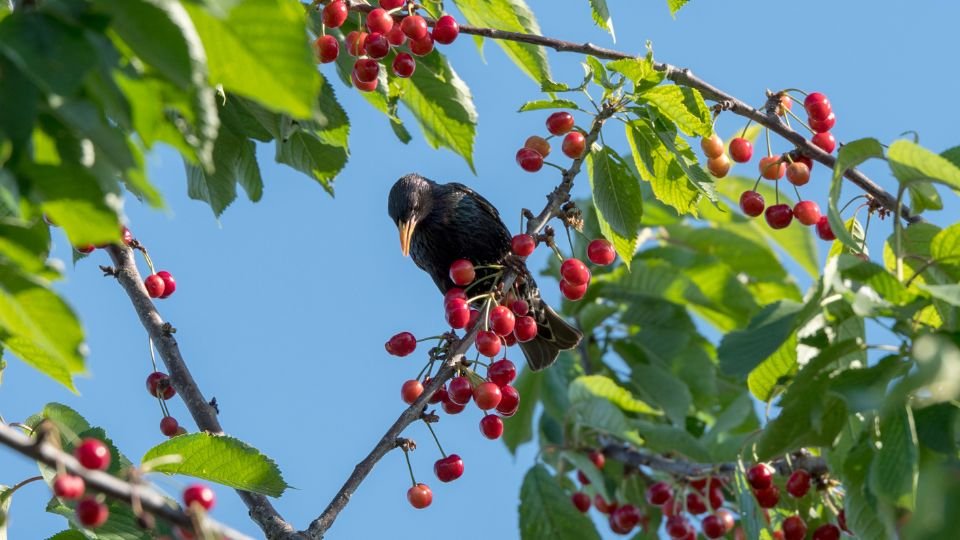 Egy seregély ül egy cseresznyefán, piros gyümölcsök között, tiszta kék ég alatt.