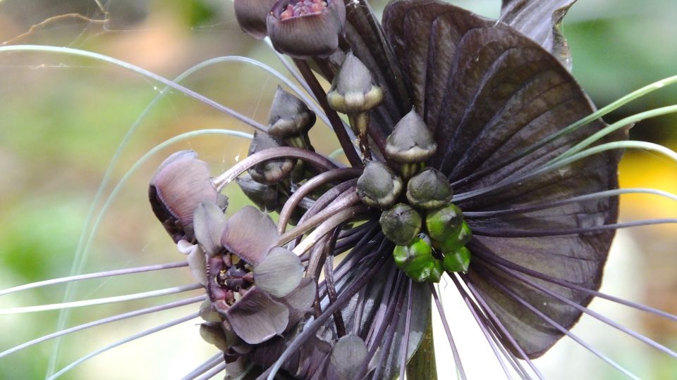 Denevérvirág (Tacca chantrieri)