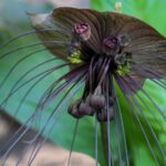 Denevervirag Tacca chantrieri