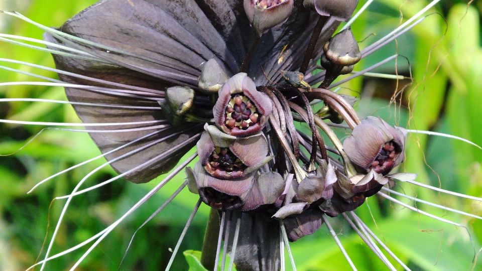 Denevérvirág (Tacca chantrieri)