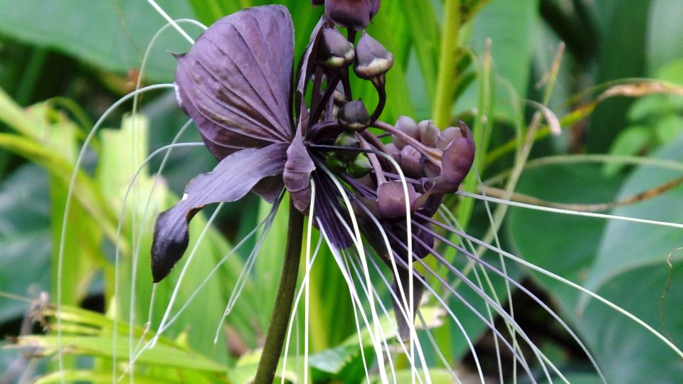 Denevérvirág (Tacca chantrieri)