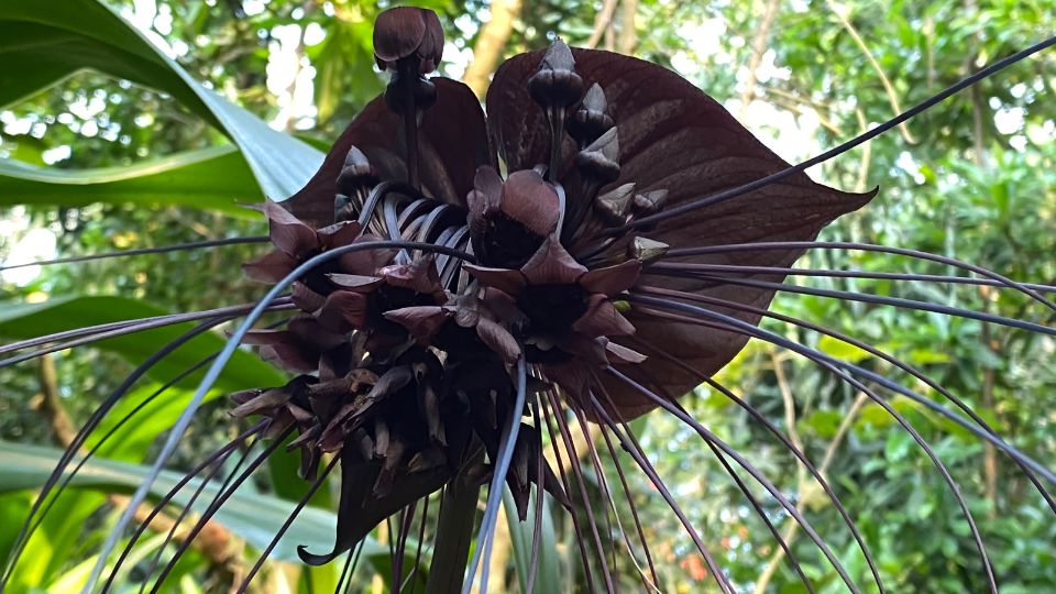 Denevérvirág (Tacca chantrieri)
