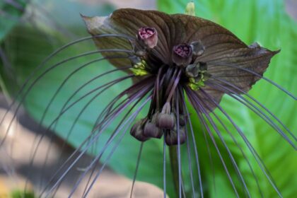 Denevervirag Tacca chantrieri