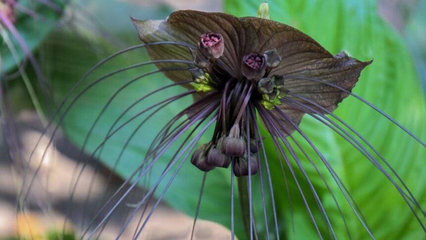 Denevervirag Tacca chantrieri